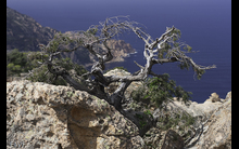 Corse-16