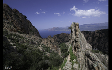 Corse-19